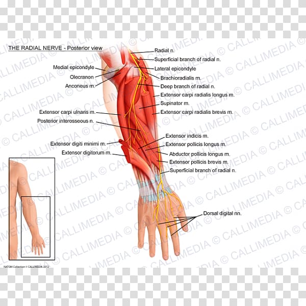 Thumb Radial nerve Abductor pollicis longus muscle Radial artery, hand transparent background PNG clipart