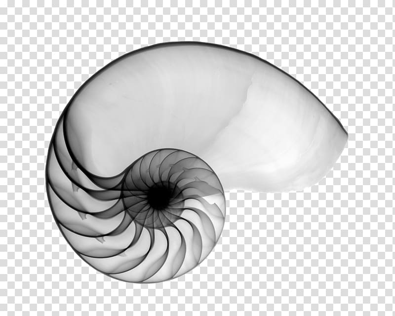 Nautilidae Seashell Mollusc shell Chambered nautilus X-ray, hand painted transparent background PNG clipart