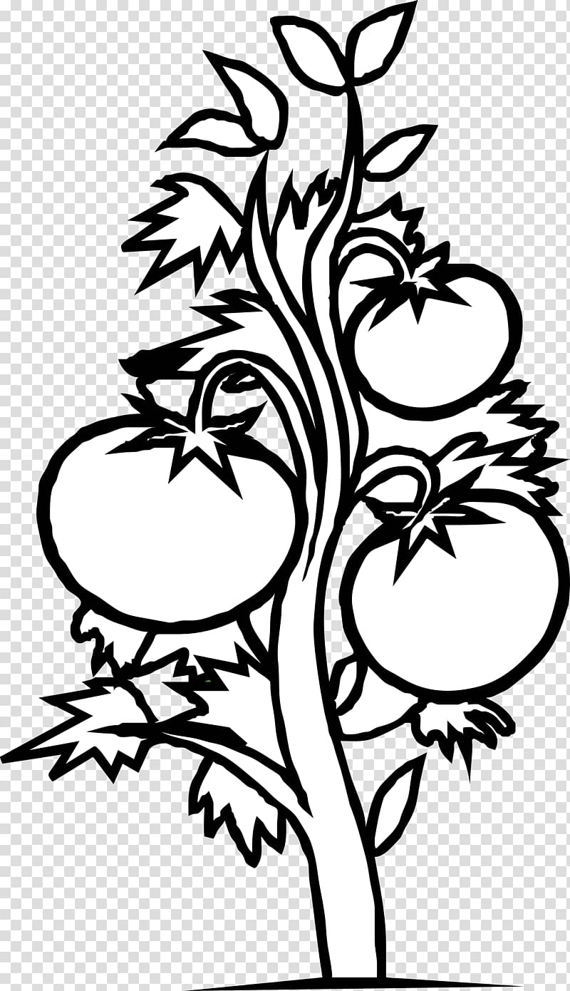 Tomato Plant Black and white Vegetable , Seedling transparent background PNG clipart