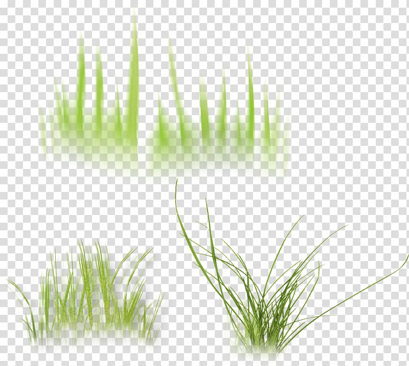 Wheatgrass Vetiver Desktop Computer Herb, Gravel transparent background PNG clipart