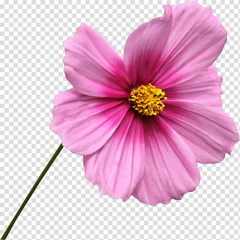 pink flower illustration, Pink Flower on Stem transparent background PNG clipart
