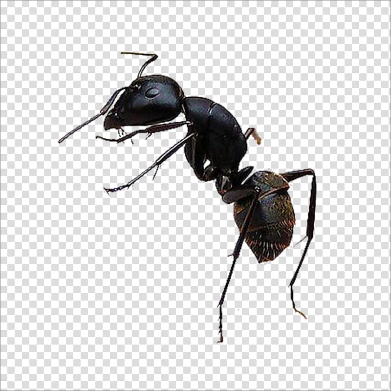 carpenter ant illustration, Black garden ant Insect, ant transparent background PNG clipart