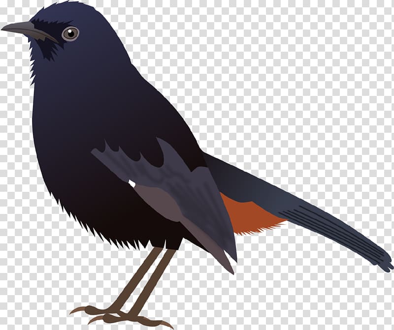American crow Common myna Bird New Caledonian crow Indian robin, Robin transparent background PNG clipart
