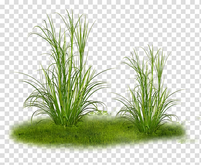 Ornamental grass , Tinia transparent background PNG clipart