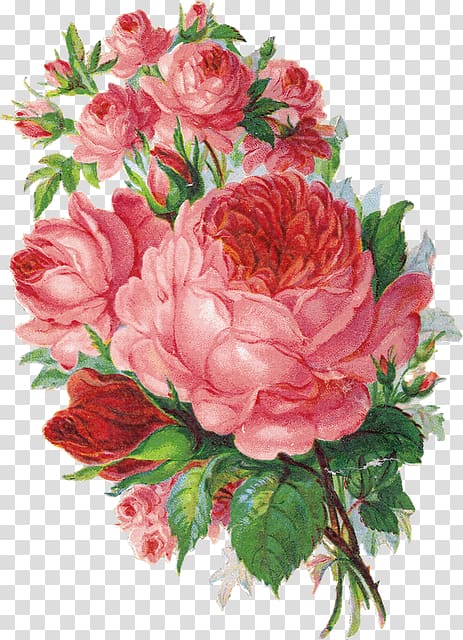 Watercolor painting Shabby chic Rose Flower Floral design, watercolor floral decoration transparent background PNG clipart