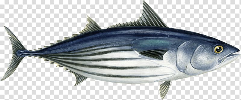 Atlantic bonito Bigeye tuna Skipjack tuna Atlantic bluefin tuna Scombridae, Chesapeake Blue Crab transparent background PNG clipart