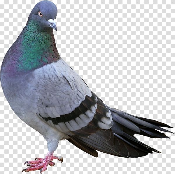 Columbidae Bird control Racing Homer Feral pigeon, Bird transparent background PNG clipart