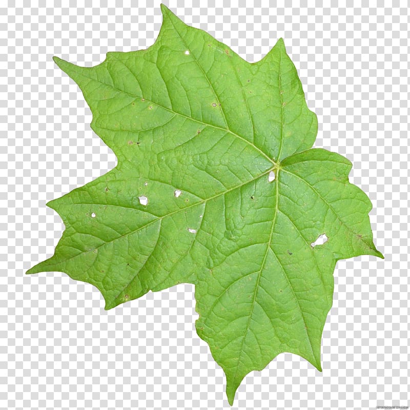 Leaf Texture mapping Vine Computer Icons, Free Of Leaf Icon transparent background PNG clipart