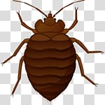 Bed bug transparent background PNG clipart