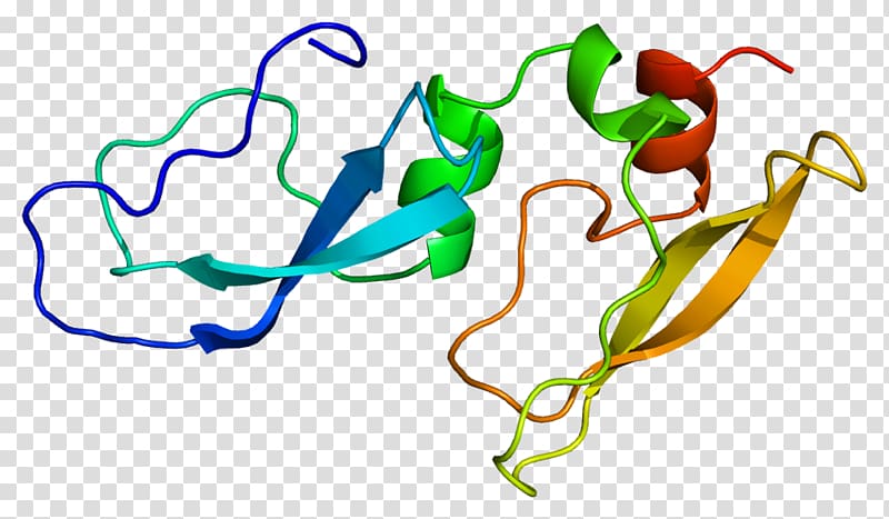Alpha-1-microglobulin/bikunin precursor Beta-2 microglobulin Protein Inter-alpha-trypsin inhibitor, others transparent background PNG clipart