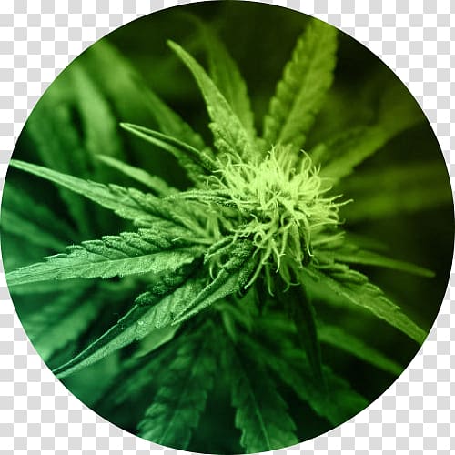 Medical cannabis Cannabidiol Legality of cannabis Cannabis smoking, cannabis transparent background PNG clipart