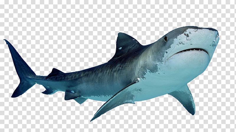 Hungry Shark Evolution Tiger shark , sharks transparent background PNG clipart