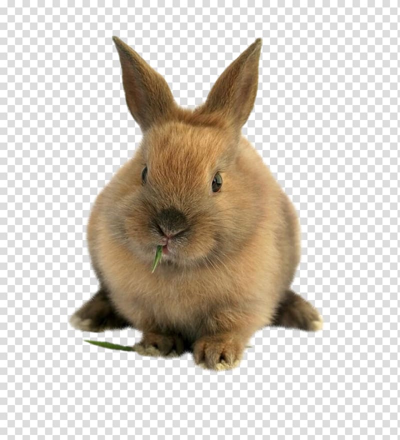 Domestic rabbit Easter Bunny Lionhead rabbit Pet sitting Hare, Cat transparent background PNG clipart