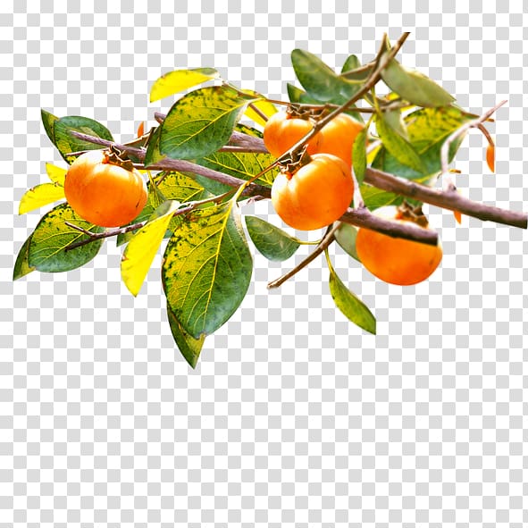 Template Autumn, persimmon transparent background PNG clipart