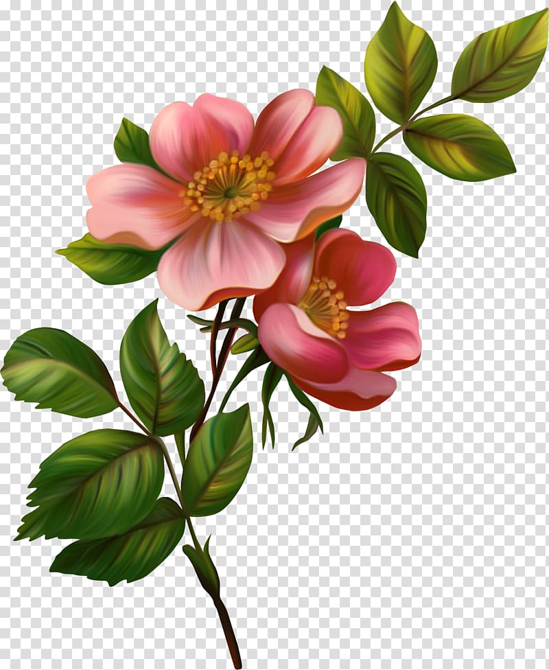 Flower , chinese flower transparent background PNG clipart