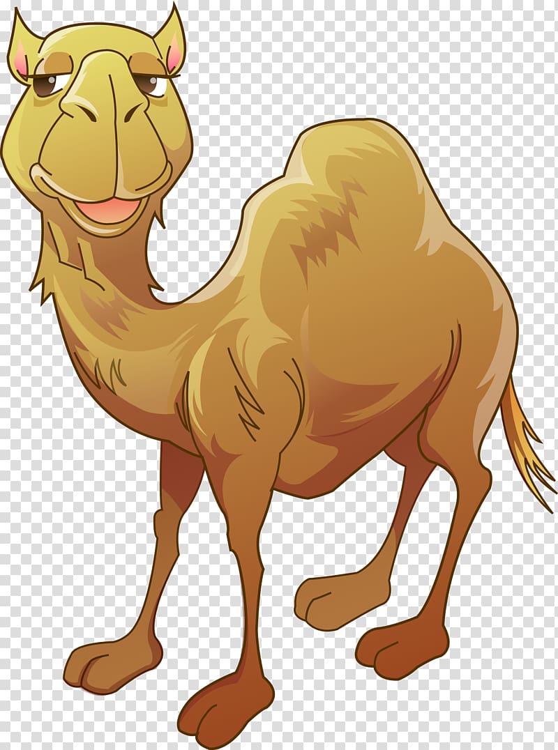 brown camel illustration, Bactrian camel Humour , Camel transparent background PNG clipart