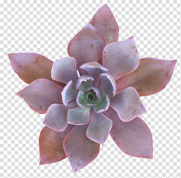 Echeveria Succulent plant Greenhouse Pigmyweeds, others transparent background PNG clipart
