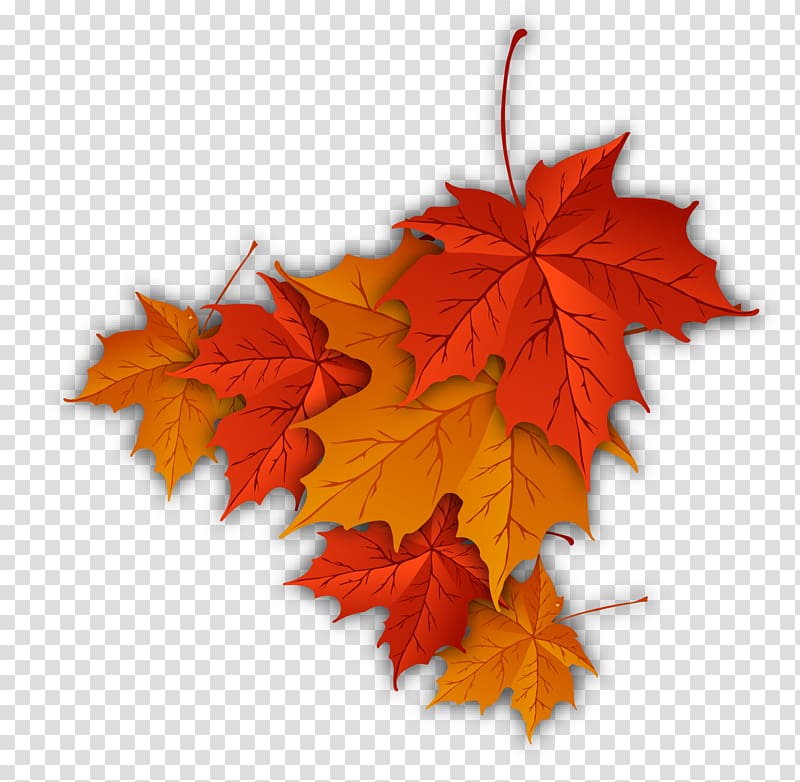 maple leaf illustration, Autumn leaf color Autumn leaf color Maple leaf, Maple Leaf transparent background PNG clipart