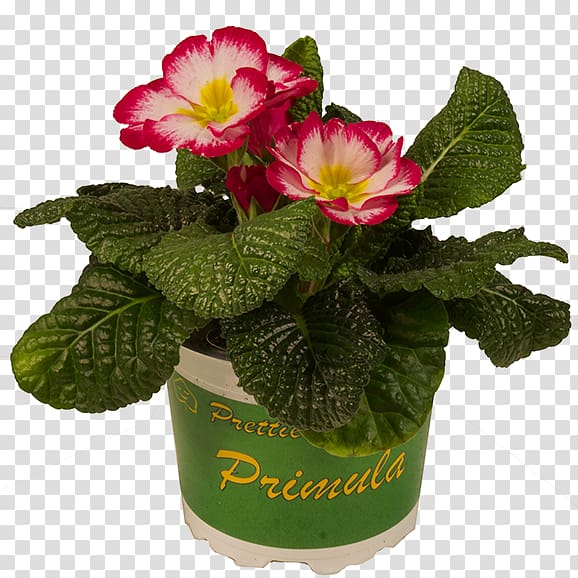 Primrose Flowerpot Cut flowers Magenta Potplantenkwekerij Nico van Os, Red Pot transparent background PNG clipart