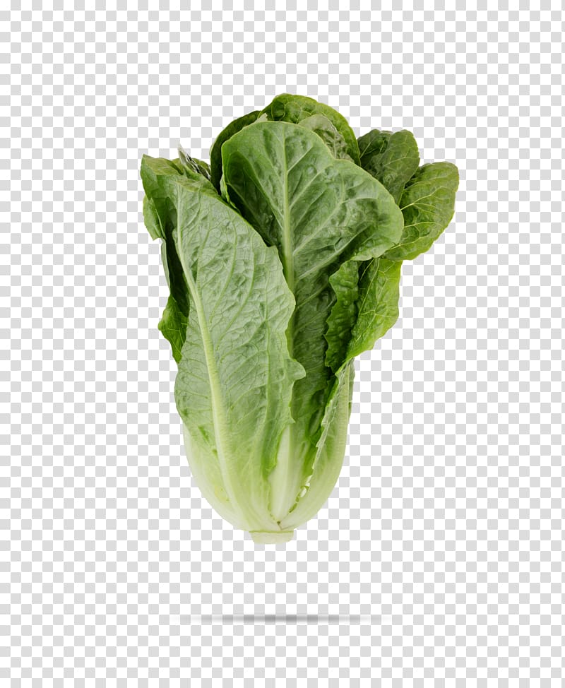 Leaf vegetable Romaine lettuce Salad Cruciferous vegetables, lettuce transparent background PNG clipart