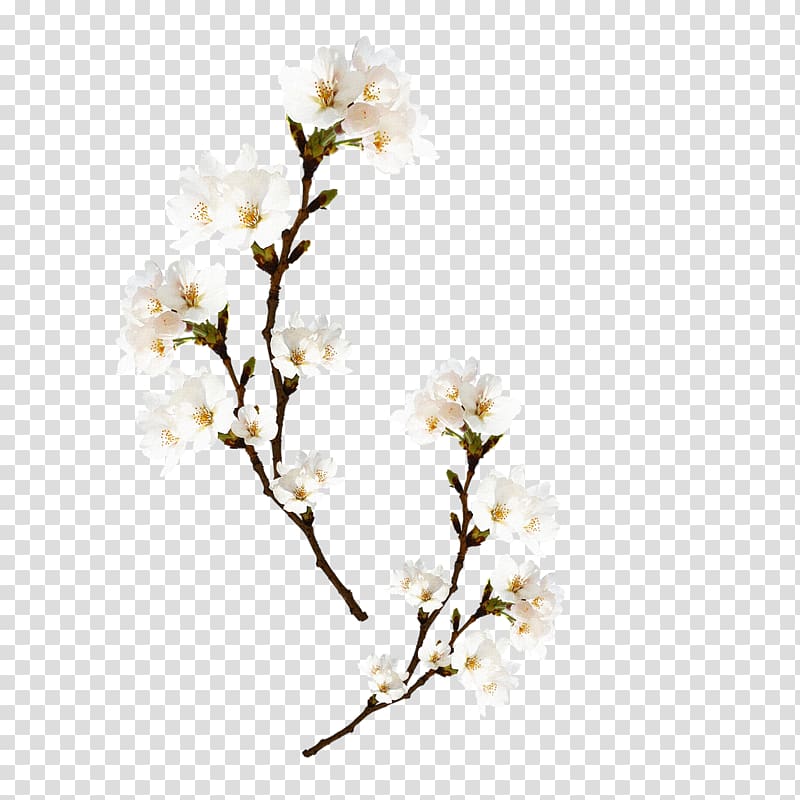 Peach Spring Computer file, Plum flower transparent background PNG clipart