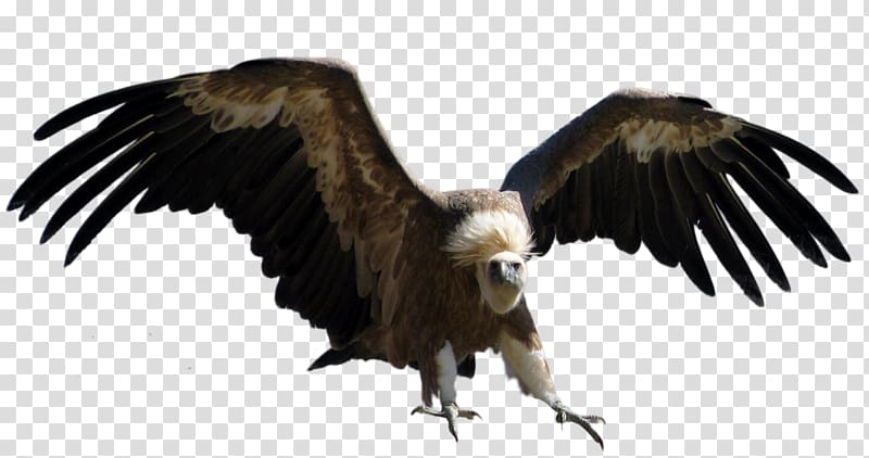 Turkey vulture Eagle, abacus transparent background PNG clipart