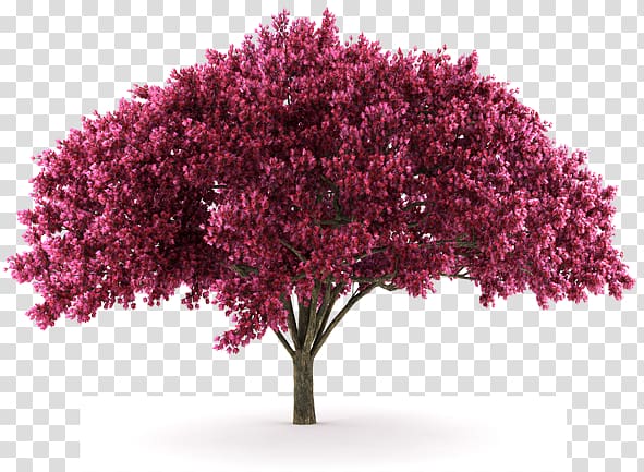 Cherry blossom Cherry plum, magnolia flower transparent background PNG clipart