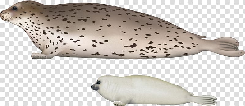 Harbor seal Sea lion Walrus Spotted seal, Harbor seal transparent background PNG clipart