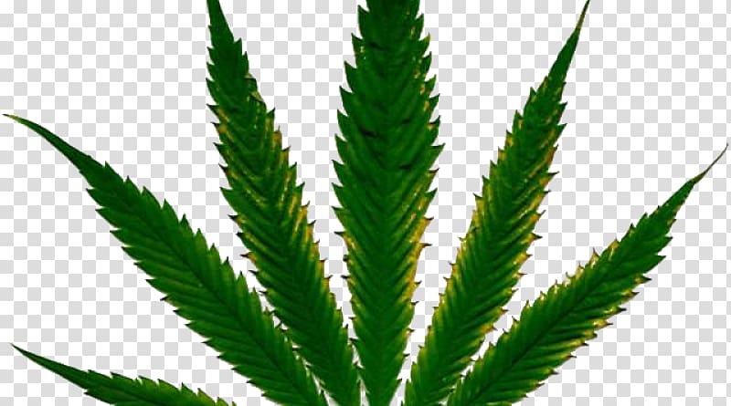 Cannabis cultivation Hemp Nutrient Plant, cannabis transparent background PNG clipart