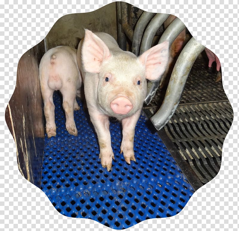 Domestic pig Pig's ear Snout, pig transparent background PNG clipart