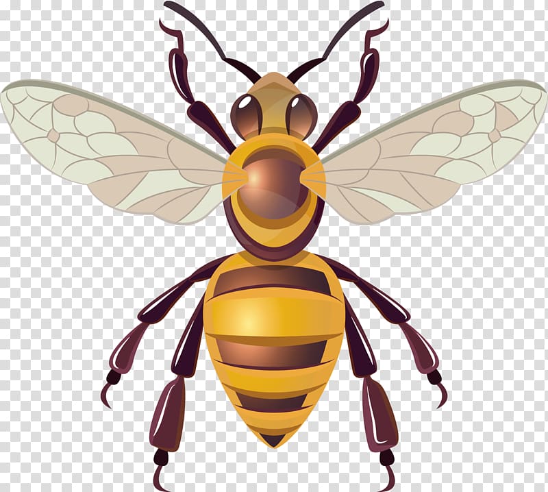 Honey bee Hornet Insect, Bee transparent background PNG clipart