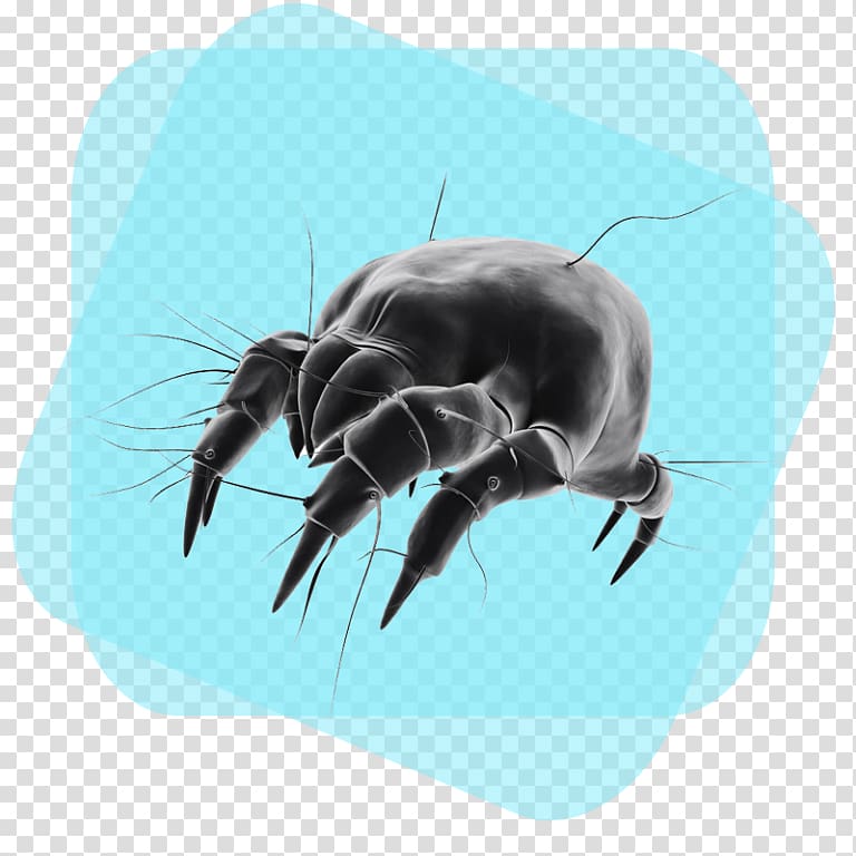 House dust mites Bed bug Cleaning, others transparent background PNG clipart