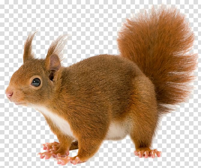 brown squirrel illustration, Red squirrel, Squirrel transparent background PNG clipart