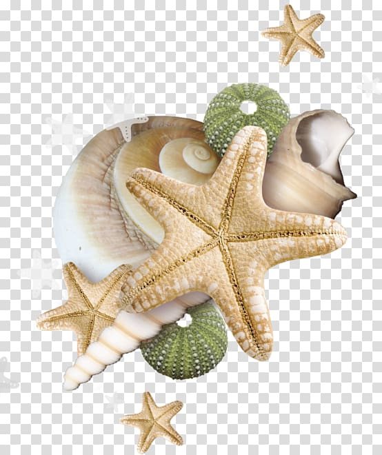 Sea , others transparent background PNG clipart