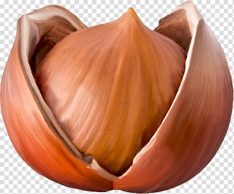 Hazelnut Nuts , фундук transparent background PNG clipart