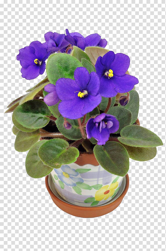 Flowerpot African violet, others transparent background PNG clipart