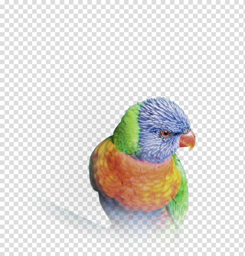 Budgerigar Video Beyond Clarity 4K resolution High-definition television, others transparent background PNG clipart