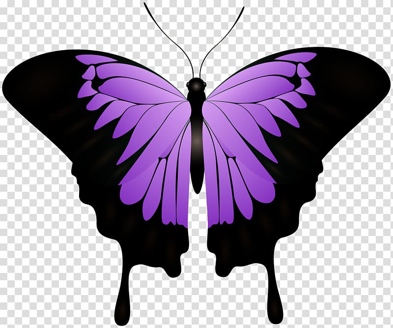 L\'ombra del cuore. Black moon Monarch butterfly Dead Until Dark Author, Butterfly Light transparent background PNG clipart