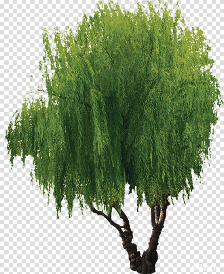 Willow Tree, tree transparent background PNG clipart