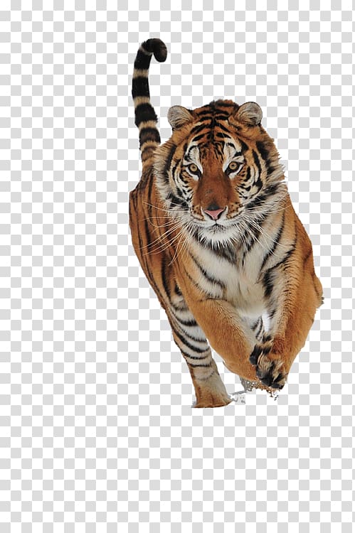 Bhumihar Parashurama Cat Brahmin Tiger, others transparent background PNG clipart