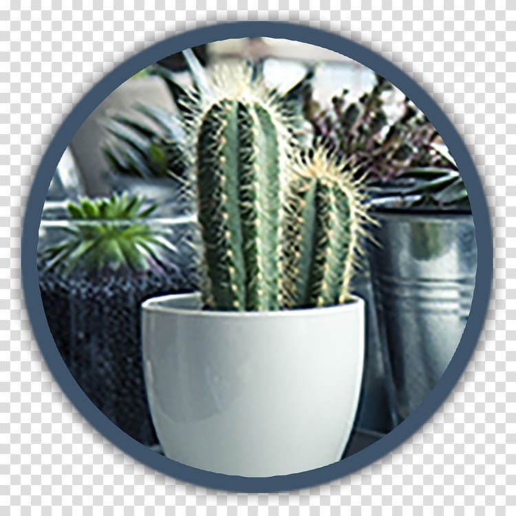 Pencil cactus Succulent plant Hygrometer Houseplant, indoor fountain pumps transparent background PNG clipart