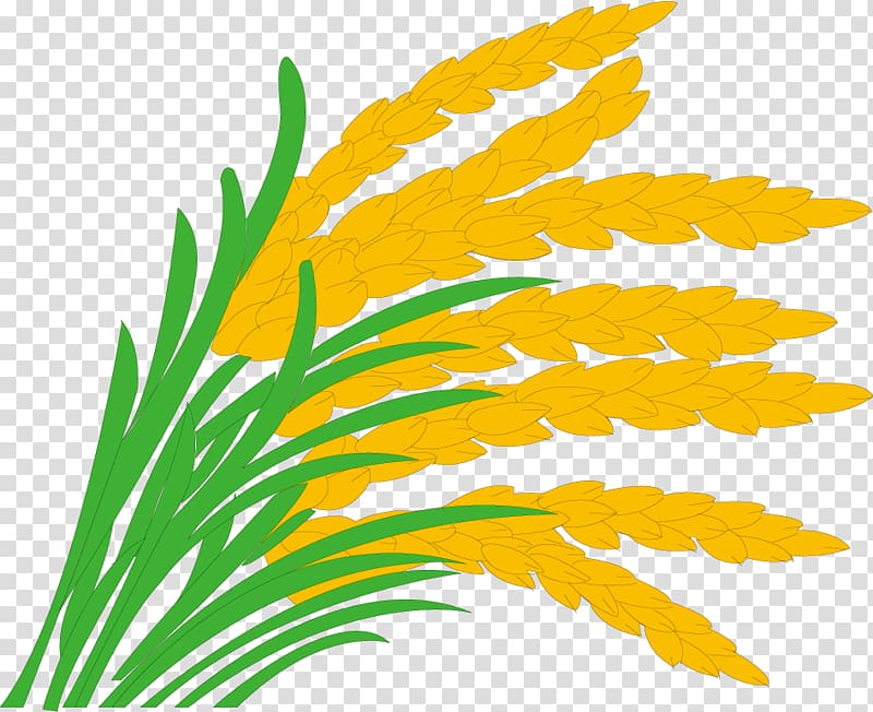 wheat illustration, Rice Paddy Field Grasses , paddy,rice,rice,hedao,rice transparent background PNG clipart