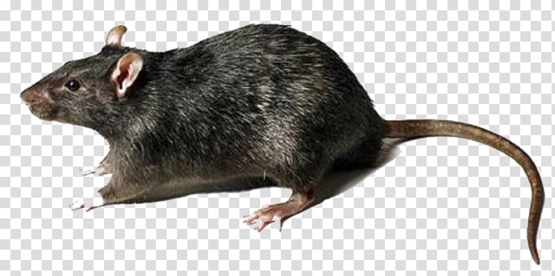 gray rat, Brown rat Black rat Mouse Rodent Murids, Rat transparent background PNG clipart