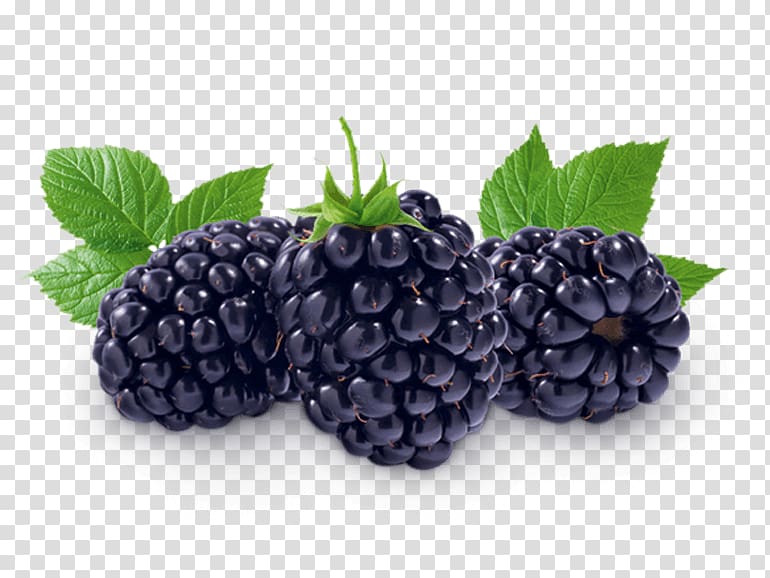 Boysenberry Fruit Dewberry Auglis, blueberry transparent background PNG clipart