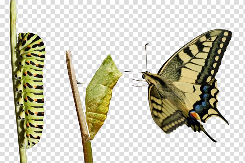 Butterfly life cycle Butterfly Metamorphosis Caterpillar Pupa