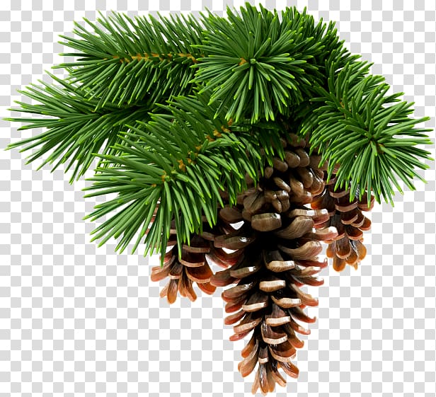 Abies sibirica Conifer cone Spruce White fir Conifers, Needle transparent background PNG clipart