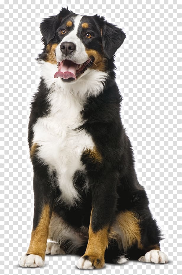 Bernese Mountain Dog Basenji Labrador Retriever Puppy Carolina Dog, puppy transparent background PNG clipart