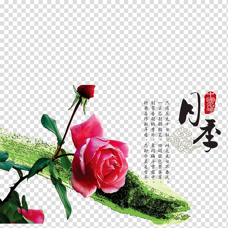Garden roses Rosa chinensis Shiqiaozhen Beach rose u4e2du56fdu5341u5927u540du82b1, Chinese rose transparent background PNG clipart