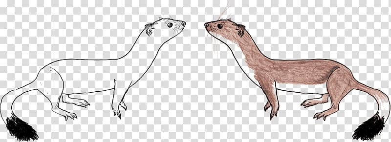 Drawing Stoat Mammal Sketch, illustration illustration transparent background PNG clipart