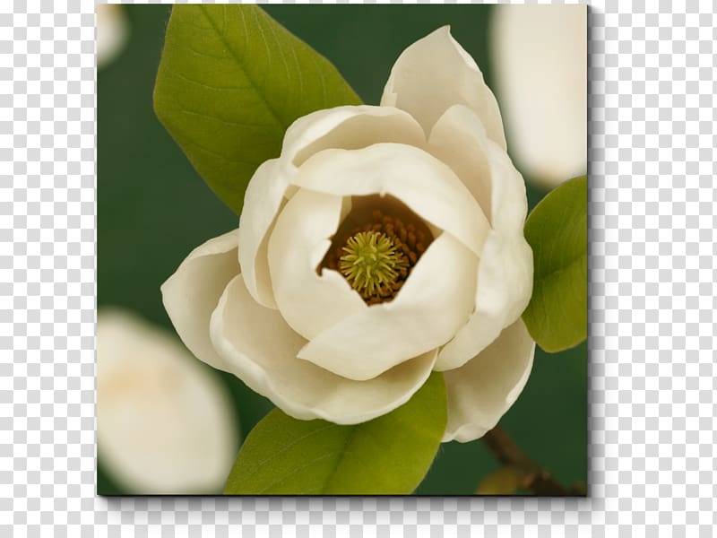 Mississippi Southern magnolia State flower Louisiana, flower transparent background PNG clipart